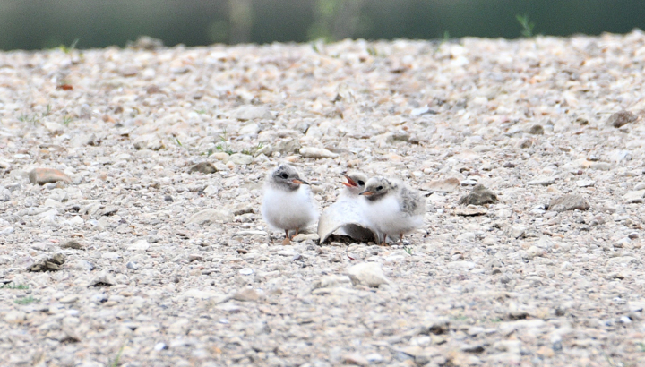 Poussins de sternes pierregarins © Manon Fischer