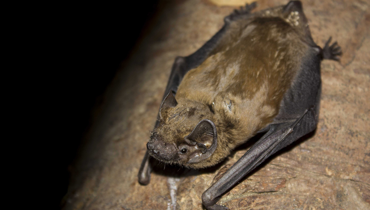 Noctule commune © Natacha Griffaut