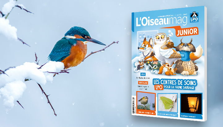 Photo d'un martin pécheur posé sur une branche enneigé et couverture de numéro d'hiver