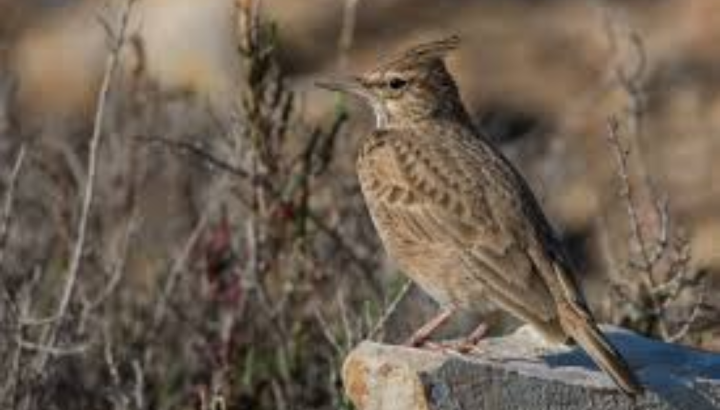 Cochevis huppé - Wikipedia Commons