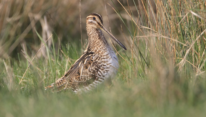 Bécassine des marais