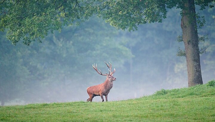 Cerf élaphe dans un pré
