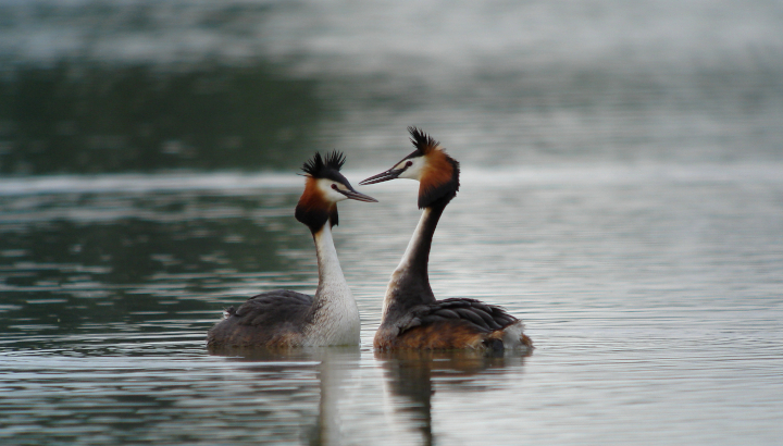 Couple de grèbes huppés nageant à la surface de l'eau