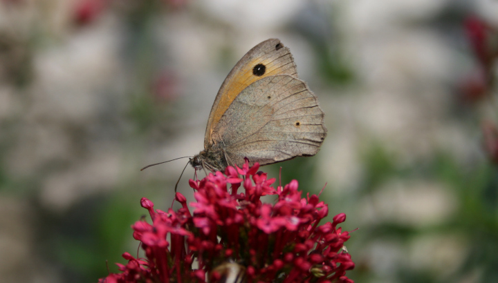 Myrtil (Maniola jurtina) © Nicolas Macaire / LPO