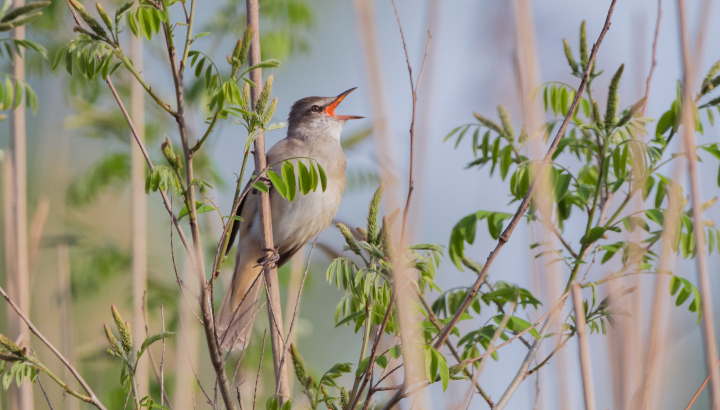 Rousserolle en train de chanter dans son milieu naturel