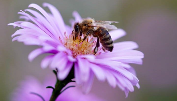 Abeille sur une fleur par Mammiya sur Pixabay