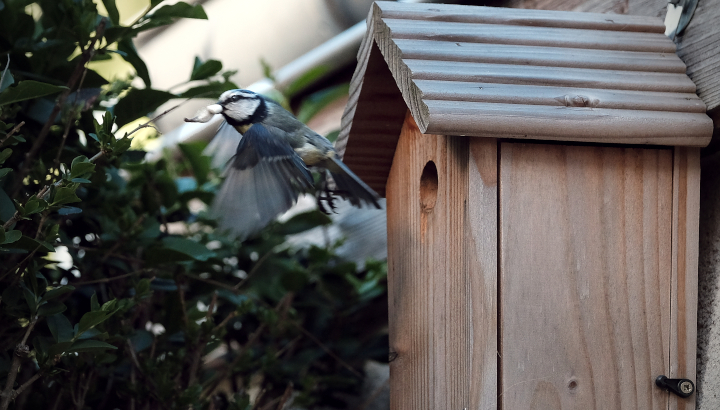 Mésange bleue sortant d'un nichoir accroché à un mur