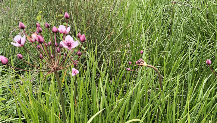 Butome en ombelle (Butomus umbellatus) © Nicolas Macaire / LPO
