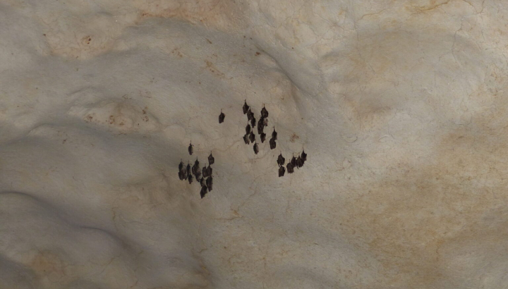 Chauves-souris dans la grotte Saint-Marcel