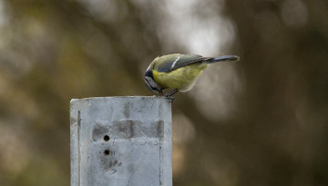 Mésange bleue sur un poteau