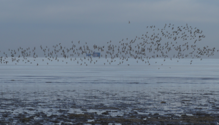 La Balade crépusculaire à la réserve naturelle de Moëze-Oléron