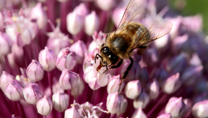 Abeille