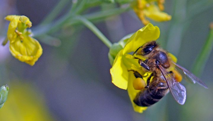 Photo d'abeille