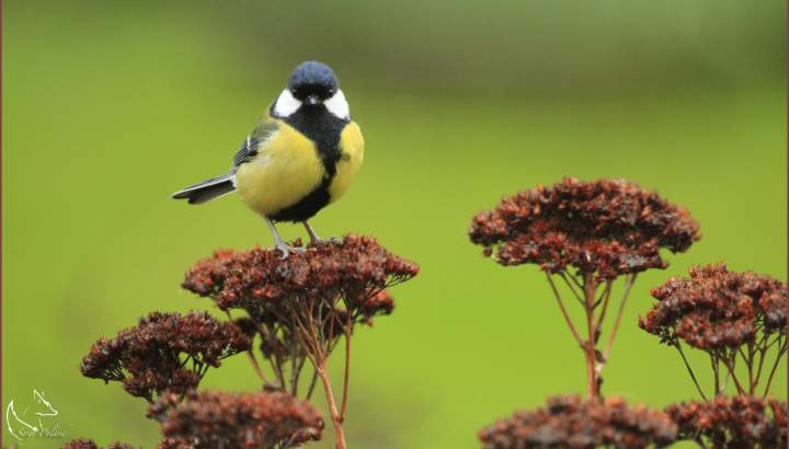 Mésange charbonnière