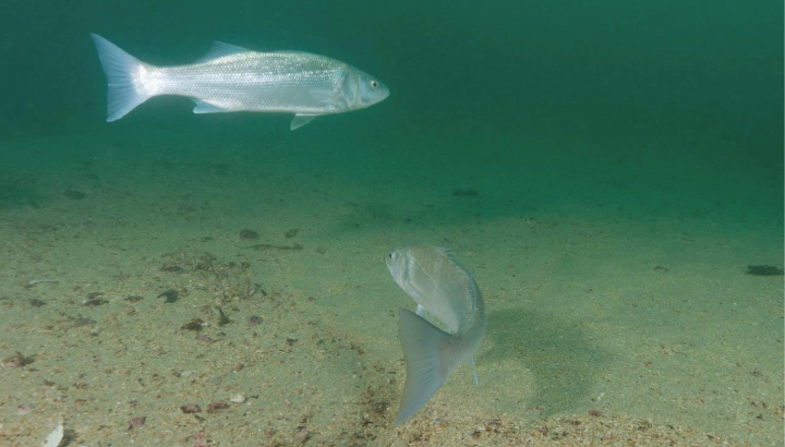 poissons dans l'eau