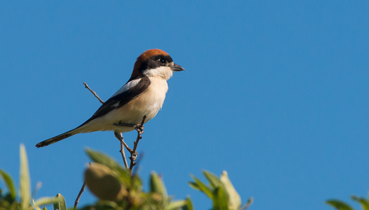 Pie-grieche à tête rousse __ Michel Fernandez