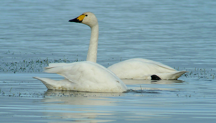 Deux cygnes de Bewick