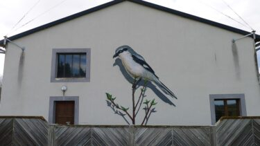 Fresque de Pie-grièche grise à Saulzet-le-Froid (63) sur bâtiment municipal à l’entrée de la commune, le long de la départementale D74 –