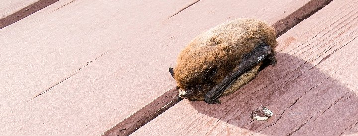 Pipistrelle au sol, en journée