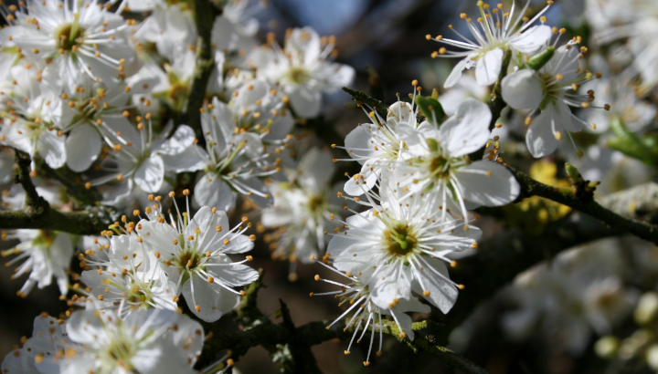 Prunellier commun (Prunus spinosa) en fleur © Nicolas Macaire / LPO