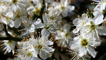 Epine noire (Prunus spinosa) en fleur