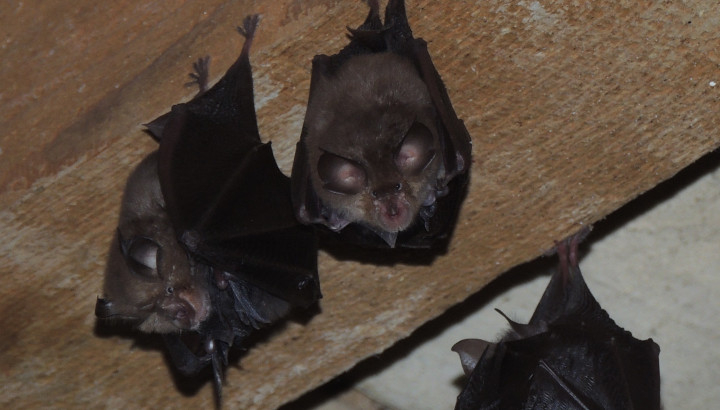 Trois Petits-Rhinolophes suspendus à une poutre