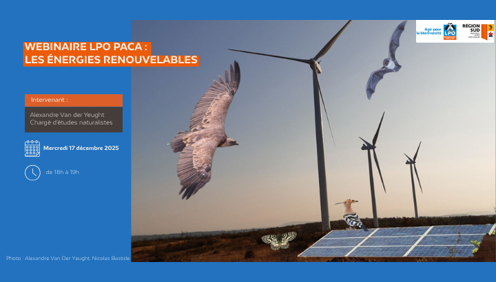 © Alexandre Van Der Yeught, Nicolas Bastide - LPO PACA