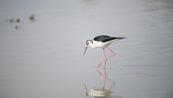 Échasse blanche