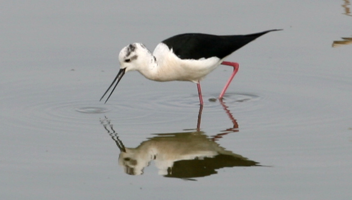 Echasse blanche (Himantopus himantopus) © Nicolas Macaire / LPO