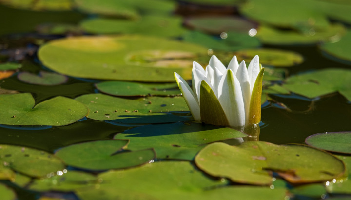 white-water-lily