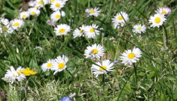 Pâquerettes (Bellis perennis)