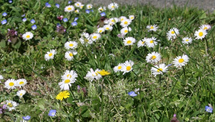 Pâquerettes (Bellis perennis) © Nicolas Macaire / LPO