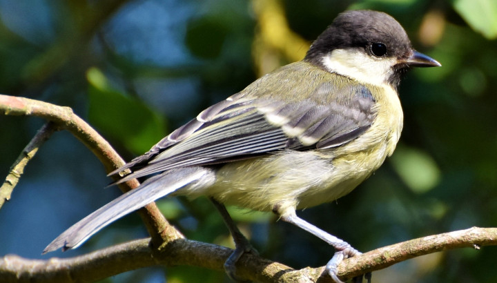 mésange charbonnière