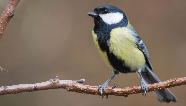 Mésange charbonnière © Alain Lorieux