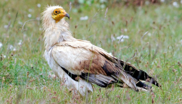 Vautour percnoptère