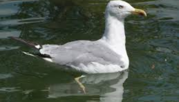 Goéland leucophée - Wikimedia Common