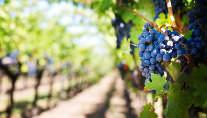 Panneaux exposition : L'écologie dans le vignoble