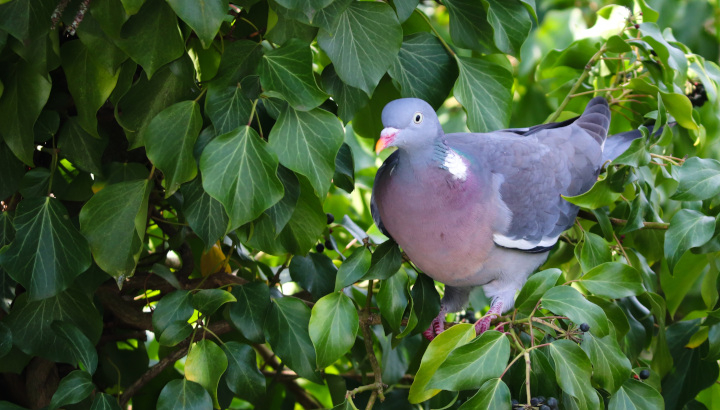 Pigeon ramier (Columba palumbus) au milieu des feuillages