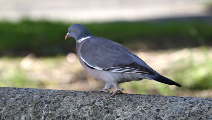 Pigeon ramier (Columba palumbus) © Nicolas Macaire / LPO