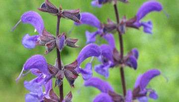 Sauge des prés (Salvia pratensis)