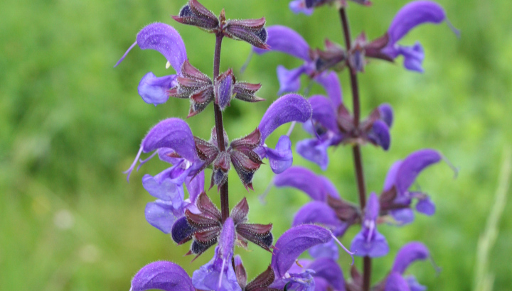 Sauge des prés (Salvia pratensis) © Nicolas Macaire / LPO