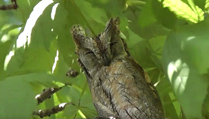 Petit-duc scops (Otus scops) © Nicolas Macaire / LPO