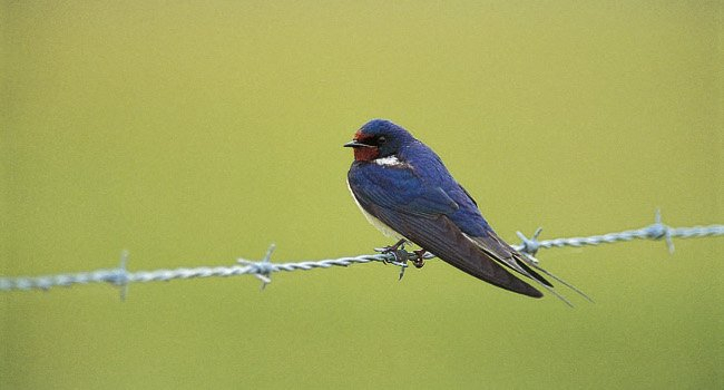 Hirondelle rustique sur un fil barbelé