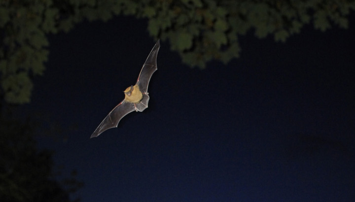 Chauve-souris en vol / RSPB Images