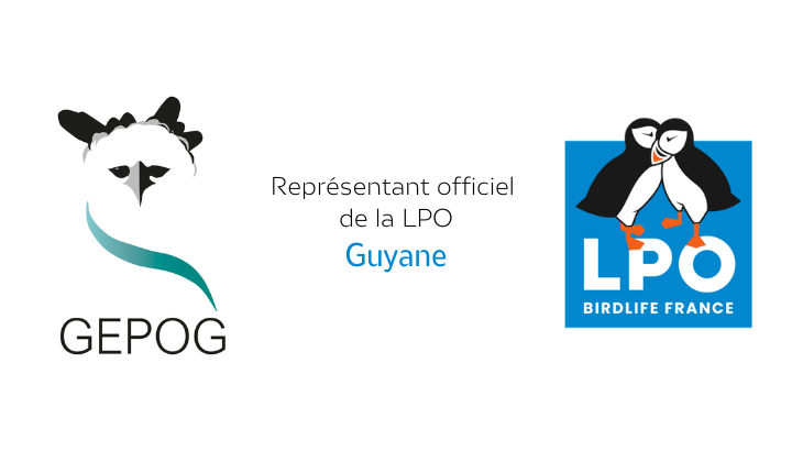 Logo : GEPOG représentant officiel de la LPO EN Guyane