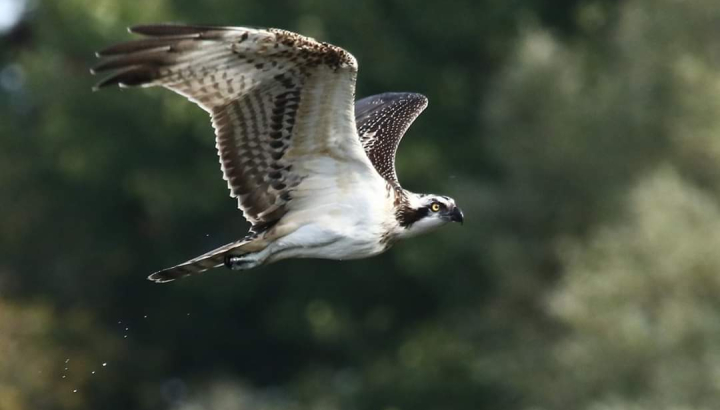 Balbuzard pêcheur@ Thierry Tancrez