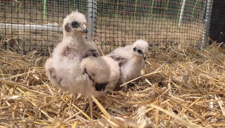 Poussins busards cendrés dans le taquet