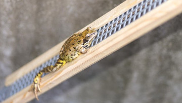 Grenouille sur une rampe anti noyade