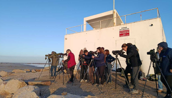 Observation d'oiseaux marins sur la plage de Piemanson © Fanny Peger