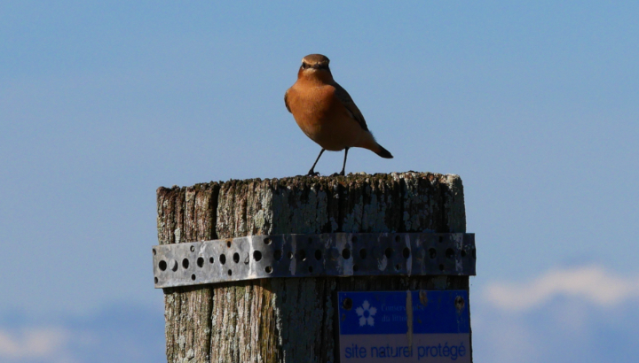 Au coeur du marais de Brouage, Traquet motteux de passage en migration pour rejoindre ses quartiers d'hiver tropicaux©RNNMO-LPO